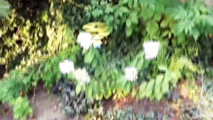 Minion flying - fun kids - We catch a flying Minion