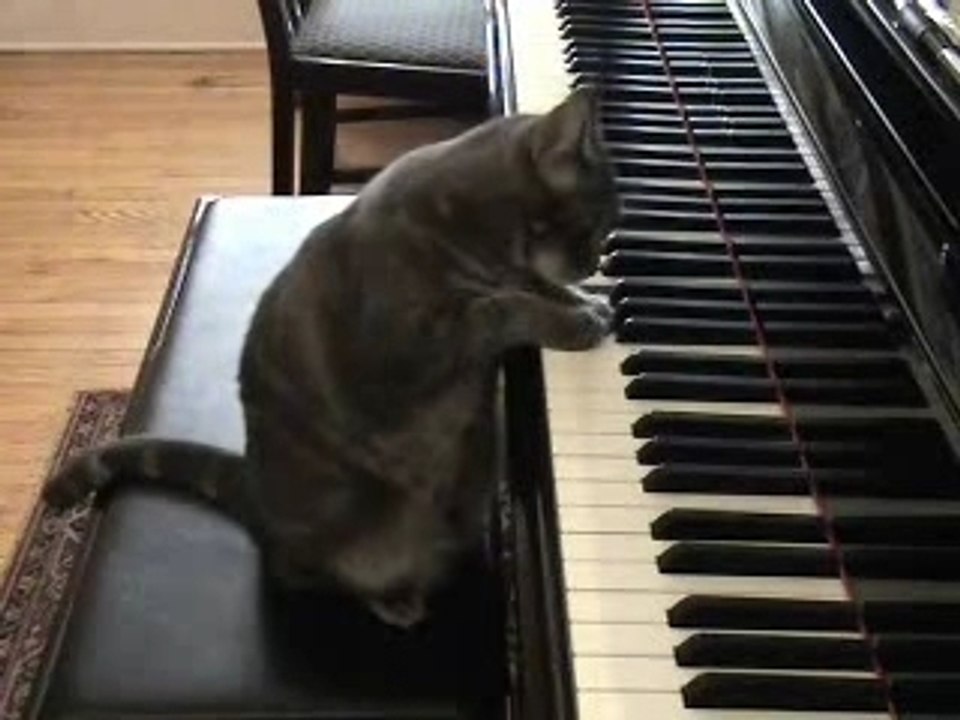 piyanist Kedi pianist cat Dailymotion Video
