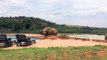 Elephants visit holiday lodge pool in Africa and take a drink