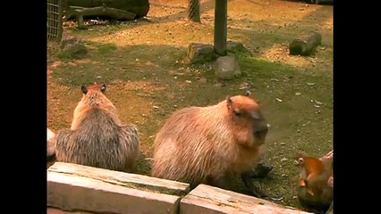 Приколы с обезьянами Самая ржачная нарезка