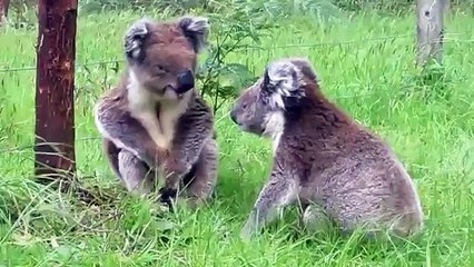 Deux koalas courtisant la même femelle en viennent aux mains pour régler leur différend
