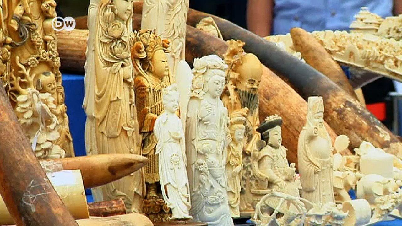 Tansania: Kampf gegen Elfenbeinschmuggler  | DW Nachrichten