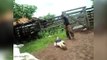Ouch! Woman takes powerful kick to the head by cow