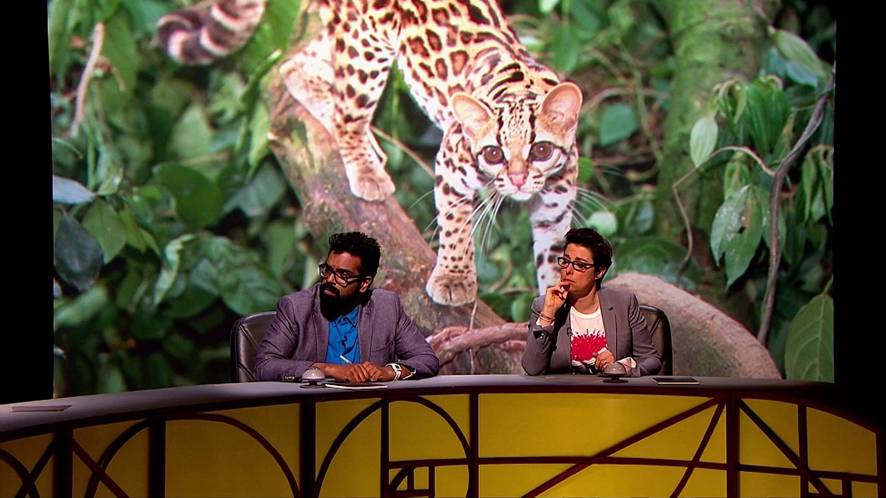 QI Season 13 Episode 11 720p