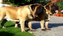 Dünyadaki En Büyük 8 Köpek Irkı