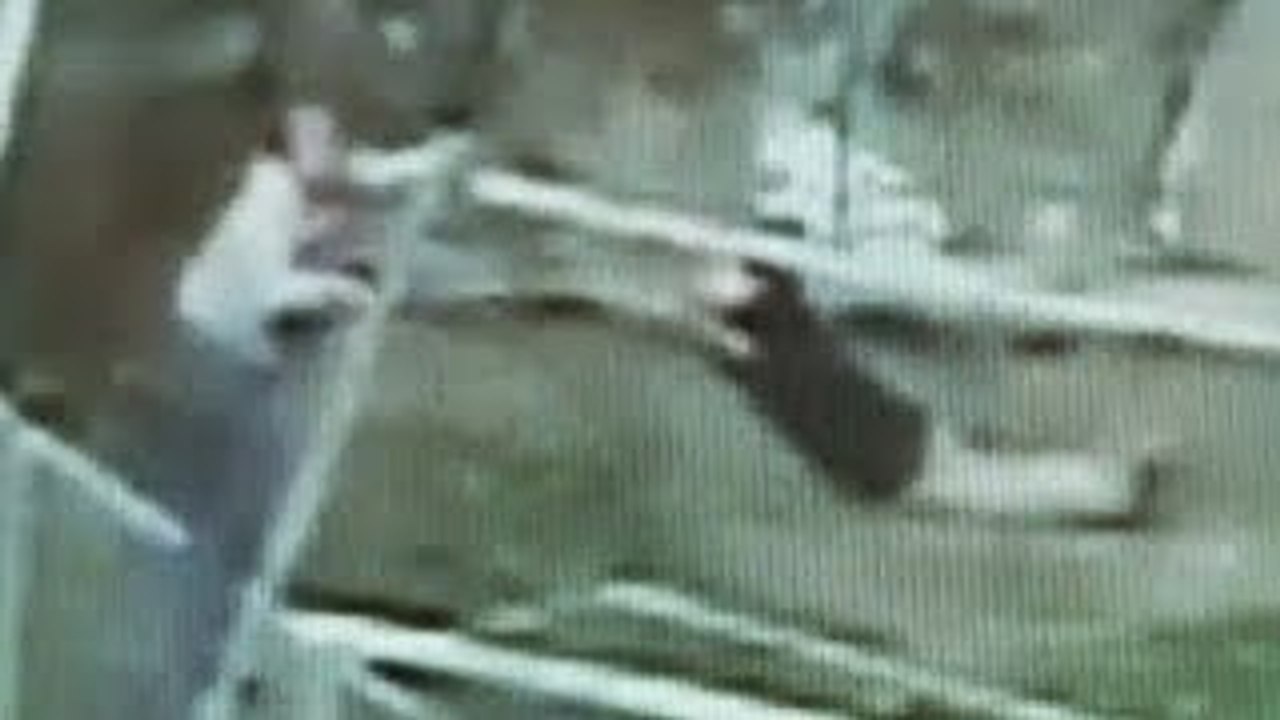 Man Falls Into Tiger Cage Saved