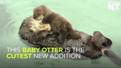 Adorable Baby Otter Born At California Aquarium