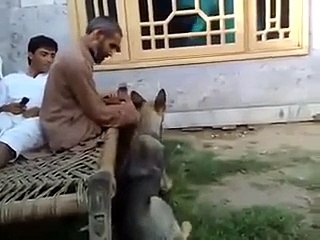 Pathan vs Dong - pashto funny