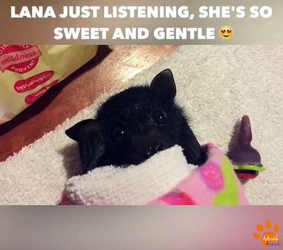 Un bébé chauve-souris qui bouge ses petites oreilles... Adorable