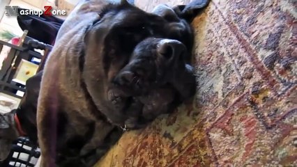 Funny Dogs Barking - A Funny Dog Barking Videos Compilation 2015