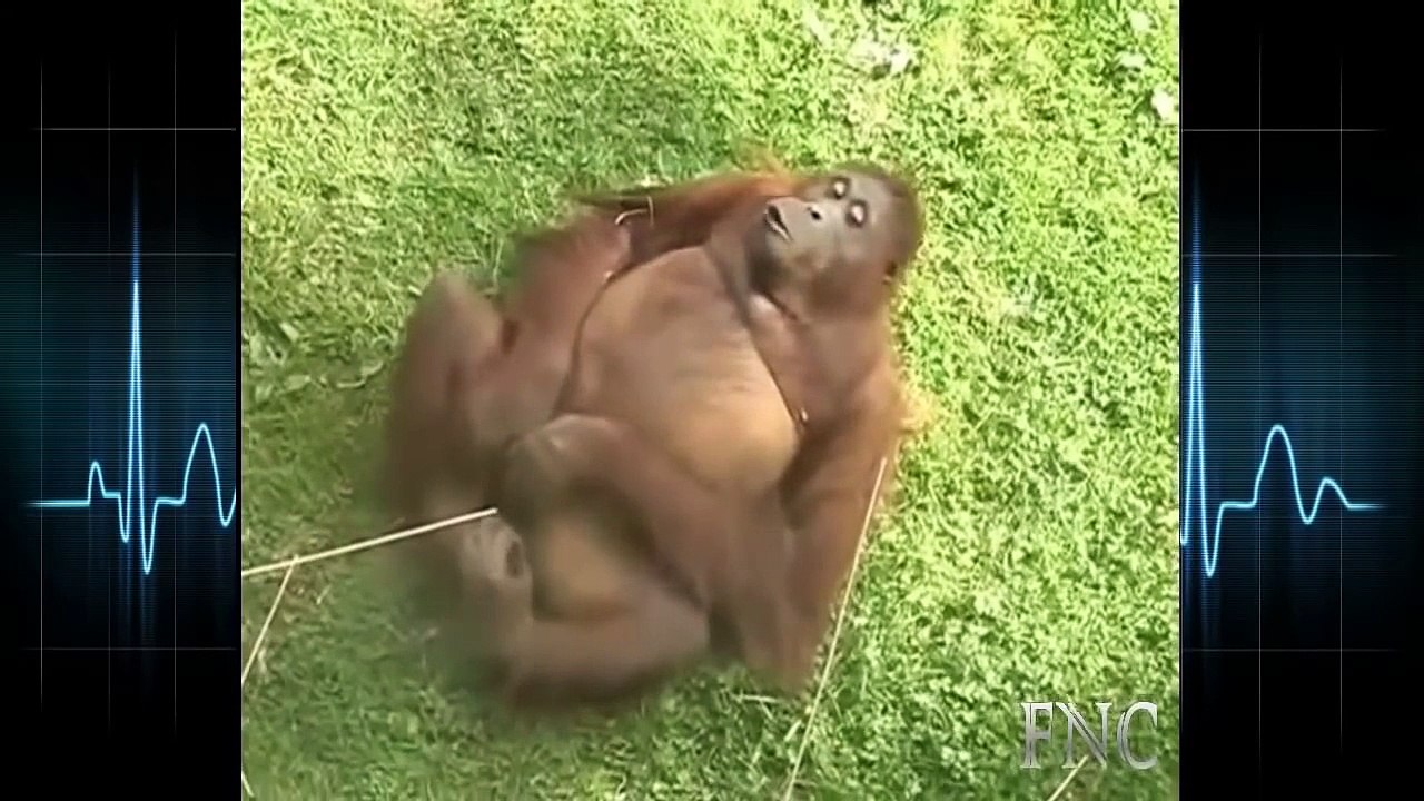 Ai nói khỉ không biết quay tay funny 2015 mới nhất