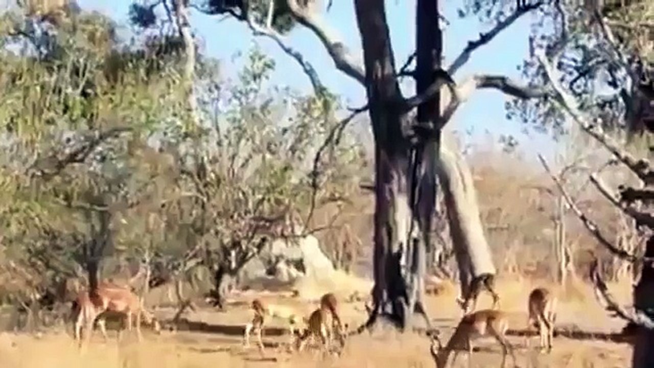 نمر يصطاد بطريقة لاتصدق