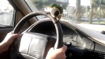 Parrot likes to steer owner car in amusing video