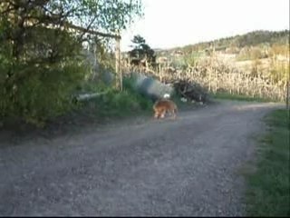 The Irish Terrier Filbyters Maia