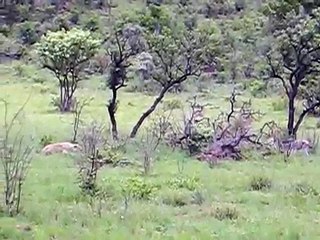 Lioness hunts Baby Zebra