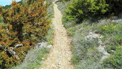 Langue de bois de L'Antre Lieux