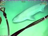 شاهد بالفيديو ...كيف تهاجم اسماك القرش كابلات الإنترنت التابعة لي شركة غوغل _Google_