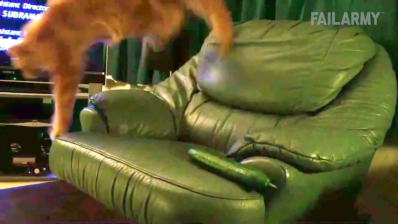 Funniest Animal Fails Compilation 2015 | FailArmy