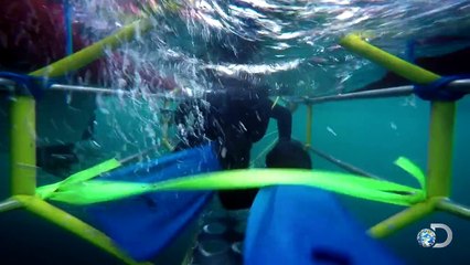 Great White Chases the HORNET