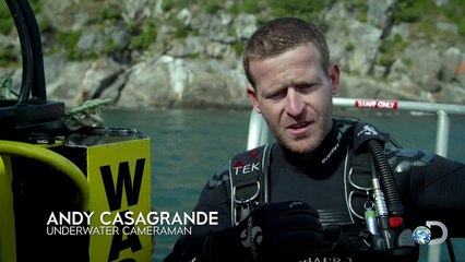 Great White Buzzes Cameramans Head