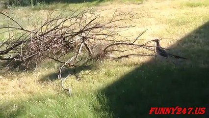 Roadrunner vs Rattlesnake fight  ALIVE ☆ Animals Attack
