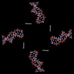 Hologram molecule ADN  3D