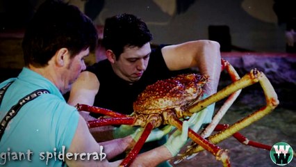 10 Creepiest Sea Creatures You Never Knew Existed!