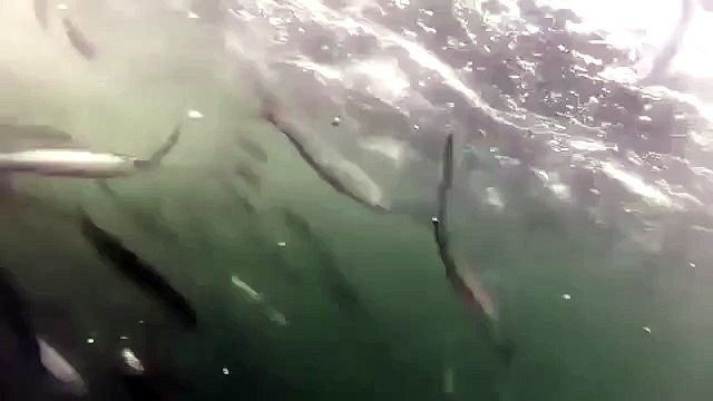 Водолаза чуть не проглотили в океане