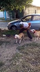 Un pitbull grimpe sur un mur de 4m