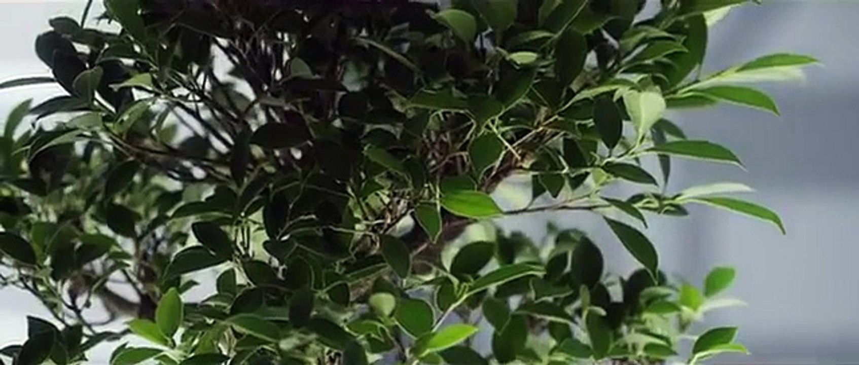 Maître Gims - Tu vas me manquer (Clip Officiel)