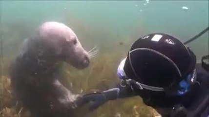 A diver gets up close with a seal on the Isles of Scilly