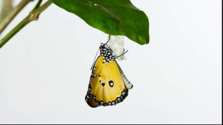 Beautiful Butterflies - relaxing music and nature sounds
