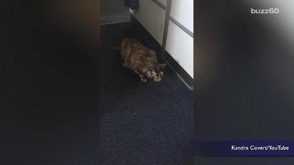 Video of cat running through plane galley goes viral