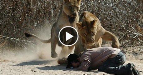 Frustrated man offers himself to tigers in suicide attempt