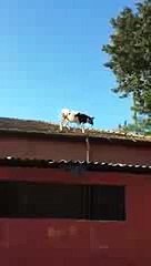 Adanada Çatıdan Atlayan Sıradan Bir İnek