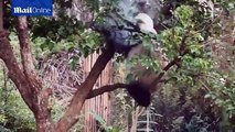And who said pandas are stupid, Comedy moment bear falls out of a tree after the branch she is sitting on finally gives way