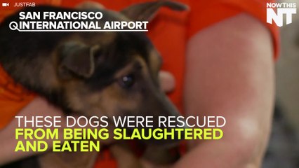Dogs Doomed To Slaughter Saved, Adopted