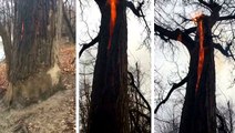 Lightning Strike Causes Bizarre Fire Burning Inside a Tree