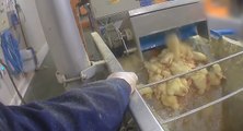 Foie gras : dans l’enfer d’un couvoir en Pays-de-la-Loire