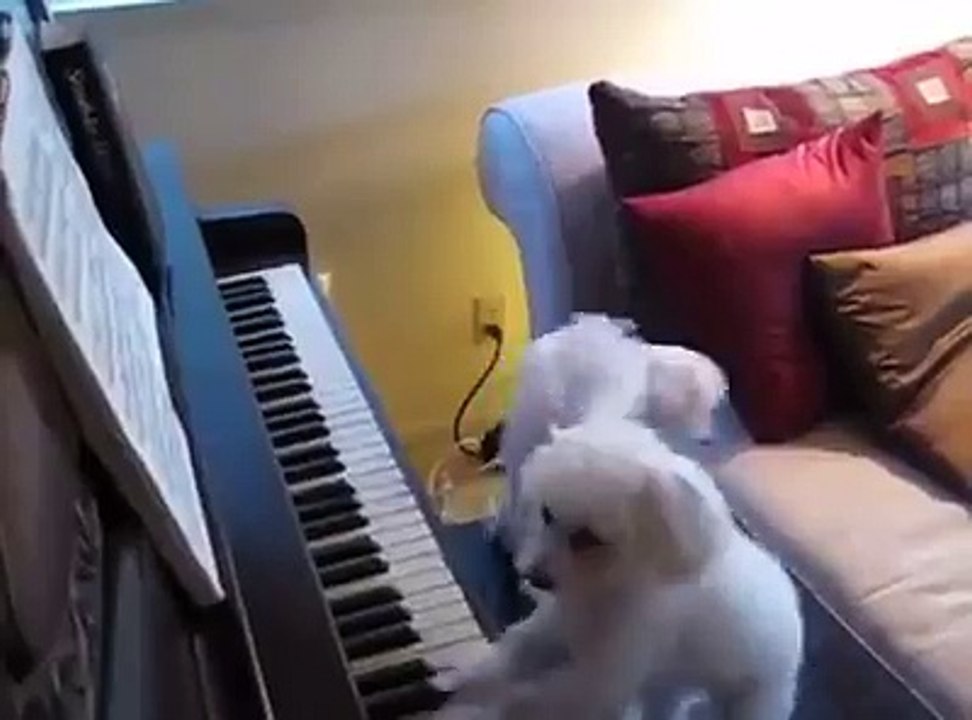 Perros tocan piano