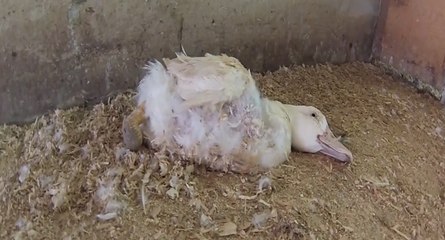 Caméra cachée sur l'élevage choc de canes dans le Sud-Ouest