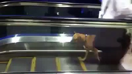 The best funny of 2016 Funny Videos Dog go escalators like running machine 2015