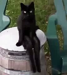 The best funny of 2016 Funny Videos Black Cat sit on drum like a boss 2015