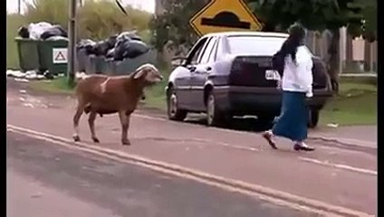Devo sheep attacks on public