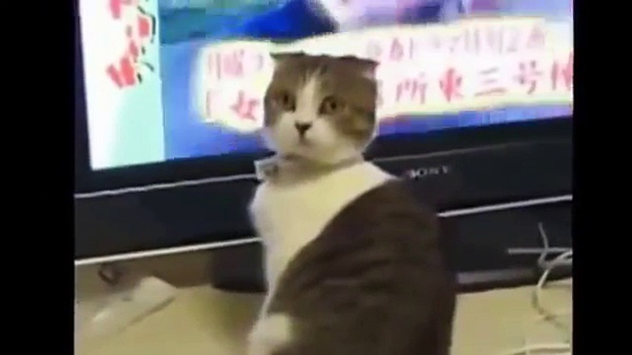 Fous rires garantis ( chat animaux fun funny fail humour joke sexy girl drôle comique fille)