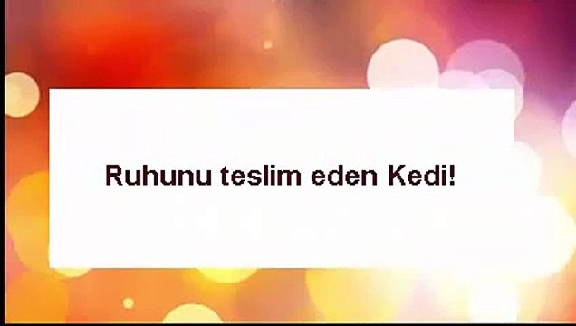 Hayvanlar Alemi - IGUANA vs KEDİ