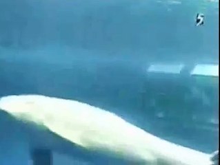 Hayvanlar Alemi - Yunus'un doğum anı