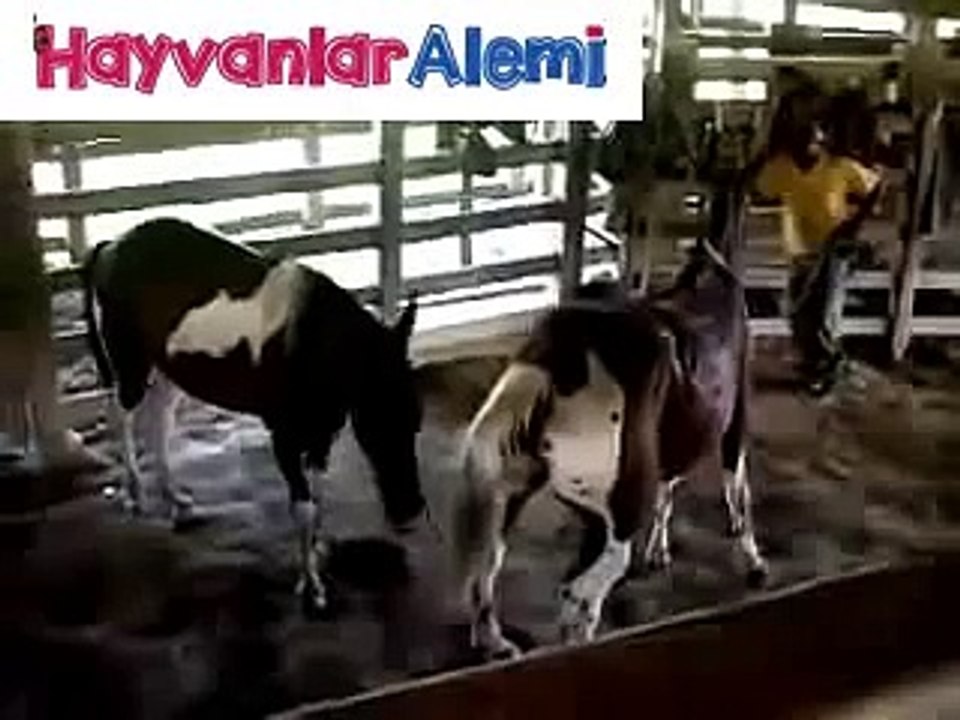 Hayvanlar Alemi - Melez Atların çiftleşmesi