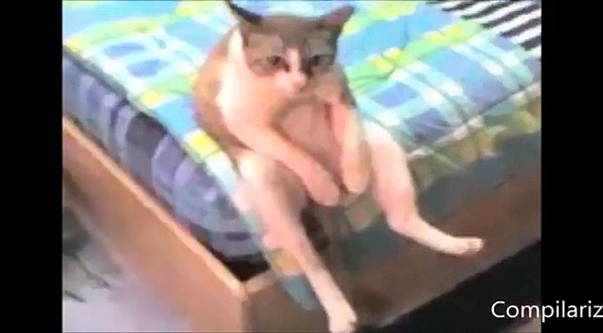 ⁣Животные, которые ведут себя как люди