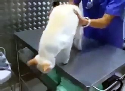 Очень смешно! Как заставить кота не двигаться! Технику выдумали ветеринары
